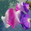 Pulcykp Silk Belly Dance Fans Handmade Hand Dyed Natural Silk 1Pair Belly Dance Fans 120/150/180 * 90Cm Dance Props as picture8 XXL view 4