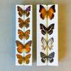 Butterfly Insect Collection Starting kit with Complete Guide Entomology Collection view 2