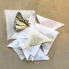 Butterfly Insect Collection Starting kit with Complete Guide Entomology Collection view 3