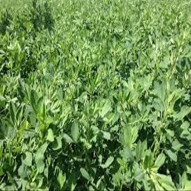 5 lb. Alfalfa Seed Deer Wildlife Forage Grazing Food Plot Seed