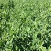 5 lb. Alfalfa Seed Deer Wildlife Forage Grazing Food Plot Seed view 1