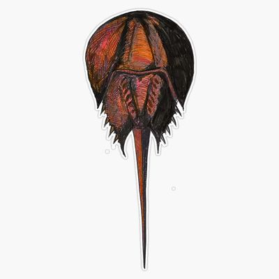 Magnet Horseshoe Crab Viny Magnetic Bumper Sticker 5"