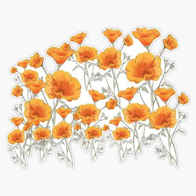 Magnet California Poppy Viny Magnetic Bumper Sticker 5"