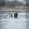Avery GHG Finisher Swimmer Motion Decoy  Realistic Motorized Waterfowl Decoy with Natural Swim Action and 7-Hour Run Time, Pintail Drake view 3