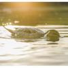Avery GHG Finisher Swimmer Motion Decoy  Realistic Motorized Waterfowl Decoy with Natural Swim Action and 7-Hour Run Time, Pintail Drake view 4
