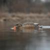 Avery GHG Finisher Swimmer Motion Decoy  Realistic Motorized Waterfowl Decoy with Natural Swim Action and 7-Hour Run Time, Mallard Hen view 3