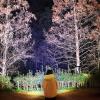 Amposei Super Bright Rechargeable High Power Headlamp, Outdoor Headlamp Rechargeable Powerful Hands-Free LED Head Lamps Waterproof for Adventure Camping Running (2PCS, 40LEDs) view 3