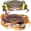 AirFly Crab, Lobster Claw Rubber Bands, Protect Lobsters & Crabs, Cook Safe FDA-Compliant Silicone, Size 1" x 0.5", Made in USA view 3