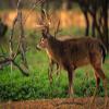 Beets & Greens Deer Food Plot Seed for Fall Planting - Blend of Sugar Beets, Kale, Turnip, Radish and Winter Wheat to Attract and Hold Deer Throughout Fall and Winter (5 Pounds (1 Acre)) view 2