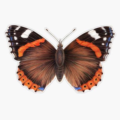 Red Admiral Butterfly Bumper Sticker Vinyl Decal 5"
