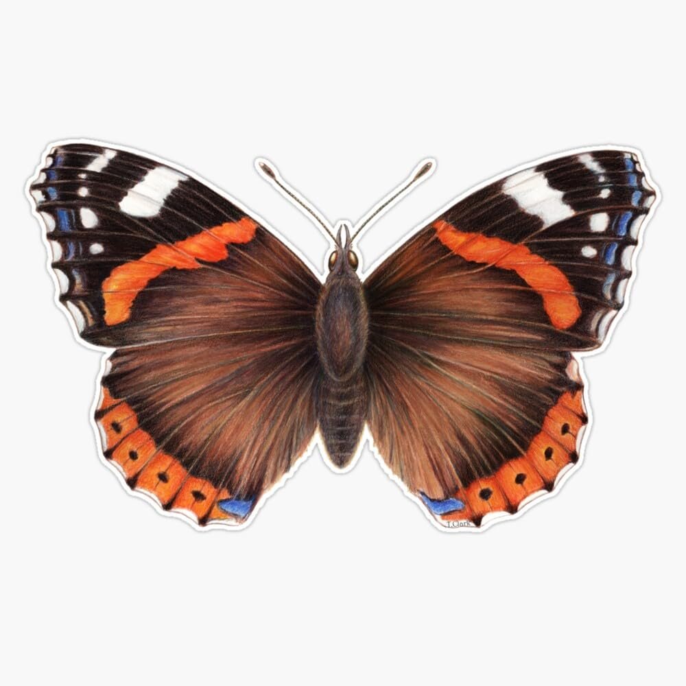 Red Admiral Butterfly Bumper Sticker Vinyl Decal 5"