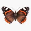 Red Admiral Butterfly Bumper Sticker Vinyl Decal 5" view 1