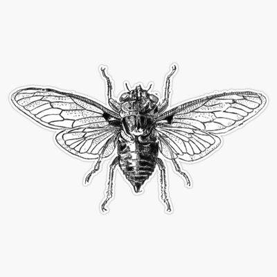 Cicada Design - Cicada 3301 | Insect Cartoon Black & White Bumper Sticker Vinyl Decal 5"