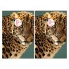 Cornhole Board Wraps Jaguar Wild Cat Cornhole Skins for Boards,3ft x 2ft Skin Decal Vinyl Wrap for Cornhole Game Board Bag Toss (2xpcs.) view 2