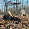 Buck Fever Moose Juice (4 oz) , Syntheticly Formulated Moose Attractant - Non-Spoiling Synthetic Bull Scent for Outdoor Trail Camera - Early Season Mature Buck Hunting Scents view 4