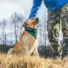 Jacksonville Personalized Custom Dog Bandana - Football Design, Name, Number - Gifts for Dogs and Cats view 4