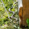 balacoo Folding Snake Catcher Clip Tool Stainless Steel Snake Grabber Stick Lock Clamp for Handling for Gardens and Outdoors view 2