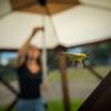 CLAM 17367 Expandable Roof Stabilizer Pole for Hub Shelters - Easy Install for Ice Fishing, Hunting Blinds & Screen Tents - Enhances Wind Protection & Structural Support view 3