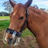 ThinLine Flexible Filly Grazing Muzzle | Lightweight Safe Comfortable Ventilated Equine Slow Feed Halter Mounting Clear Horse Mask, Cob/Horse, 2.5+ cm Hole view 4