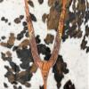 Showman Sunflower Tooled Cheetah Hair-On Cowhide Leather Pulling Collar view 2