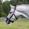 Thinline Turnout Halter for Use with Grazing Muzzle | Horse Equine Safe Comfortable Adjustable Breakaway Halter, Oversize view 4