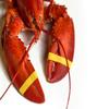 AirFly Crab, Lobster Claw Rubber Bands, Protect Lobsters & Crabs, Cook Safe FDA-Compliant Silicone, Size 1 x 0.5, Made in USA view 2