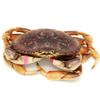 AirFly Crab, Lobster Claw Rubber Bands, Protect Lobsters & Crabs, Cook Safe FDA-Compliant Silicone, Size 1 x 0.5, Made in USA view 3