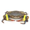 AirFly Crab, Lobster Claw Rubber Bands, Protect Lobsters & Crabs, Cook Safe FDA-Compliant Silicone, Size 1 x 0.5, Made in USA view 4