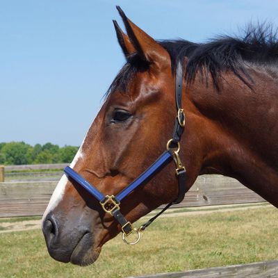 Country Pride Two-Tone Beta Halter for Horses, Durable 0.75 Inch Wide with Adjustable Nose and Double Buckle Crown, Throat Snap and Brass Hardware, Made in Ohio, (Blue)