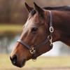 Country Pride Fairfield Triple Stitched Leather Halter for Horses, Durable One-Inch Leather with Brass-Plated Hardware, Adjustable Crown and Nose, Throat Snap for Easy On and Off (Horse) view 1