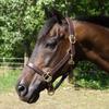 Country Pride Fairfield Triple Stitched Leather Halter for Horses, Durable One-Inch Leather with Brass-Plated Hardware, Adjustable Crown and Nose, Throat Snap for Easy On and Off (Horse) view 4