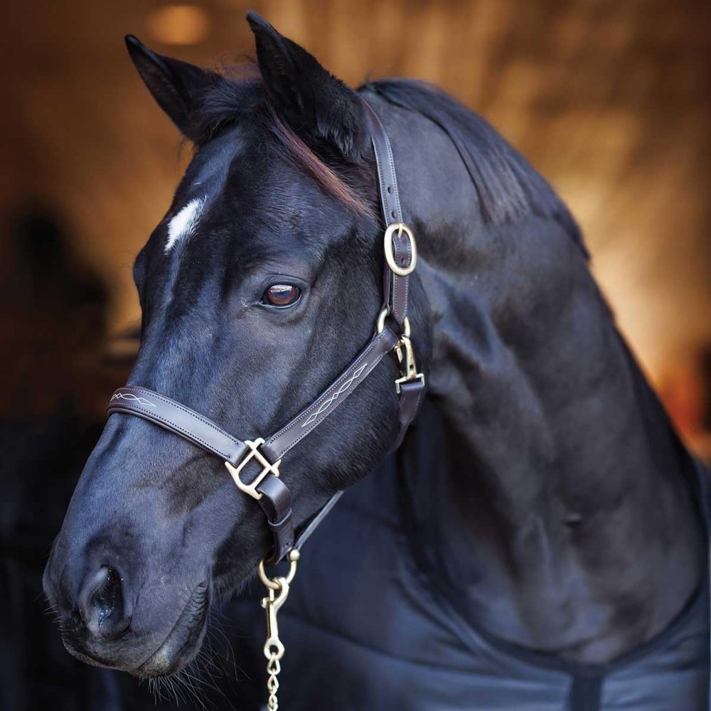 Country Pride Aurora Fancy Stitched Padded Leather Halter with Matching Lead (Brown, Cob)