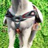 Cheval's International Western Mohair Horse Breast Collar, Handmade Premium Wool & Leather Equestrian Tack, Adjustable, Durable & Comfortable Saddle Breastplate for Horses - Grey, Full view 2