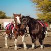 Cheval's International Wool Mohair Breast Collars & Saddle pad for Horse Riding Collar & Pad Pack of 2 (Cob-Grey) view 4
