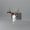 Prized Possessions Deer Skull - European Mount Skull Hanger with US Flag Design view 4