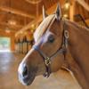 Derby Originals Triple-Stitched Leather Horse Halter  Premium Double-Layer Design with Brass Hardware  No Throat Snap for Safety, Classic Track Style  One-Year Warranty view 2