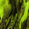 Hareline Fly Tying Barred Variant Schlappen 5-7" - Chartreuse view 1