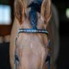 Grewal Equestrian Rainbow Crystal Cup Chain Browband (Cob) view 2