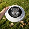 Grey Wolf Head Novelty 9" Flying Disc view 2