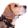 New & Improved Pets First NFL Licensed PET Collar- Heavy-Duty, Strong, and Durable New Dog Collar. Available in 32 Football Teams and 4 Sizes view 3