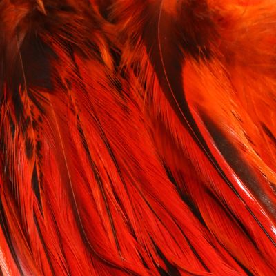 Hareline Fly Tying 5-7" Badger Saddle Hackle - Hot Orange