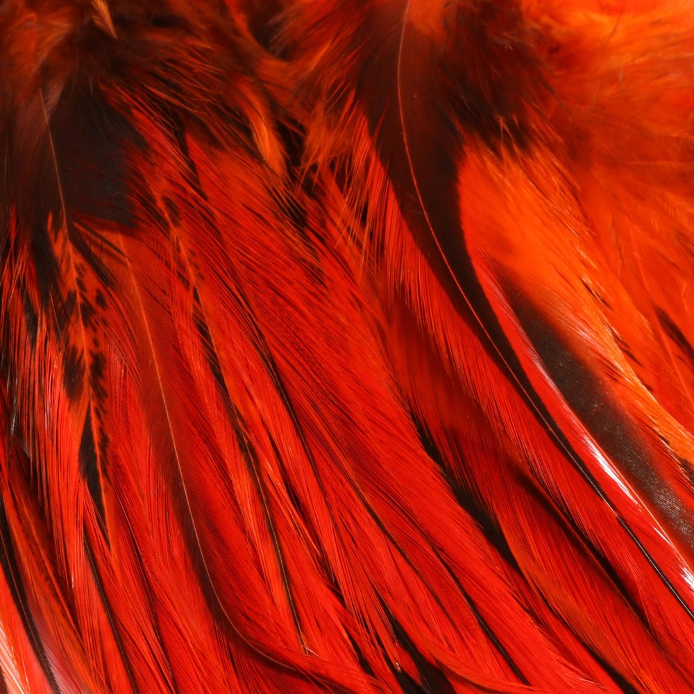 Hareline Fly Tying 5-7" Badger Saddle Hackle - Hot Orange