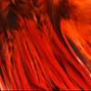 Hareline Fly Tying 5-7" Badger Saddle Hackle - Hot Orange view 1