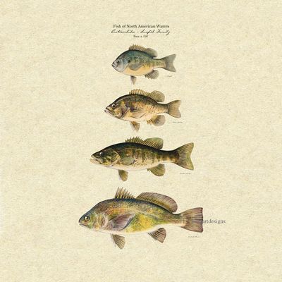 NineFit Basics Retro Bass & Gill - 4x6 (remastered vintage poster), beige