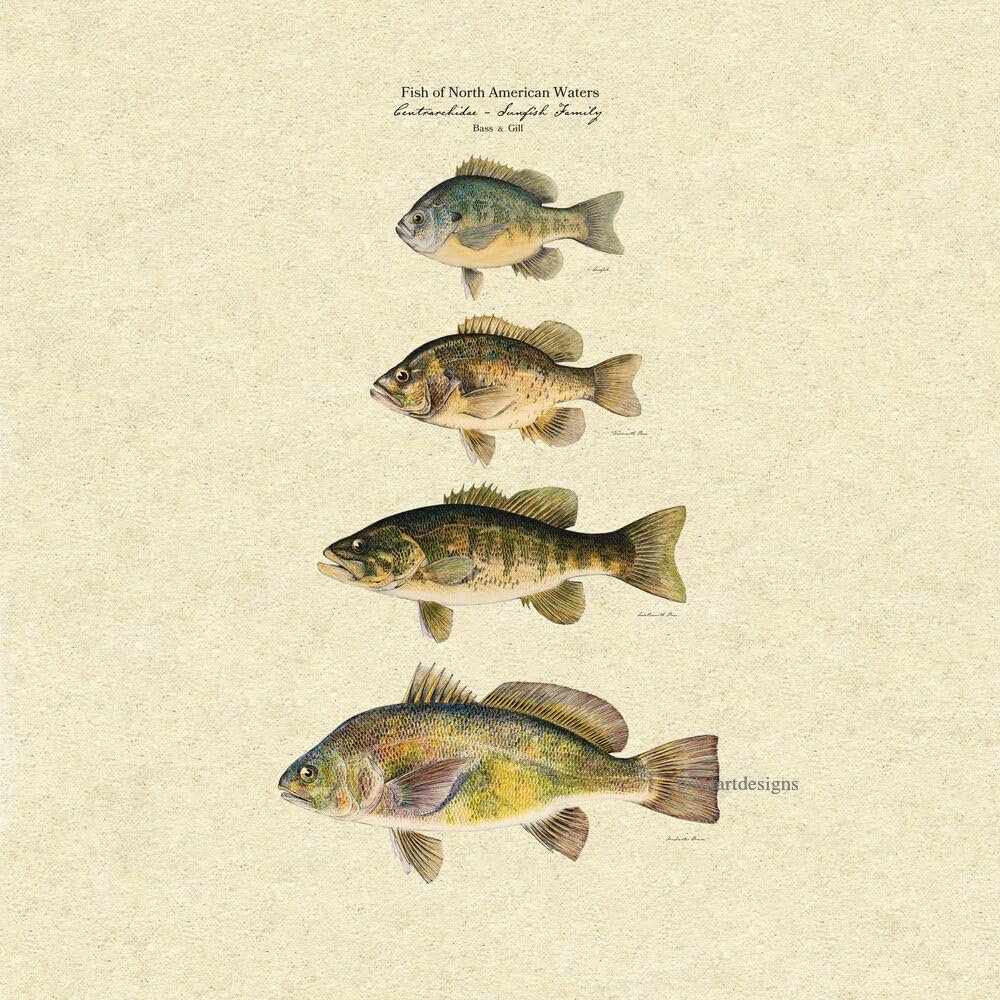 NineFit Basics Retro Bass & Gill - 4x6 (remastered vintage poster), beige