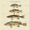 NineFit Basics Retro Bass & Gill - 4x6 (remastered vintage poster), beige view 3