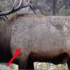 Life Size Elk Target - 2D Vinyl 86" x 47" Shooting Target view 2