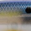 Strike King KVD Elite 300 Deep Jerkbait Fishing Lure, Weight Transfer System, 4 3/4-Inches, 1/2-Ounce, Dives to 11-Feet, Size 4 Mustad Triple Grip Treble Hooks view 2