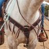 Cowboy Tack 2 Inch Chocolate Harness Leather Breast Collar with Latigo Strings view 3