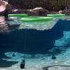 Floating Golf Green for Pool, Putting Turf Mat, Real Floating Golf Balls with Three Different Sized No Drifting Chipping Targets Game Set for Golfers view 4